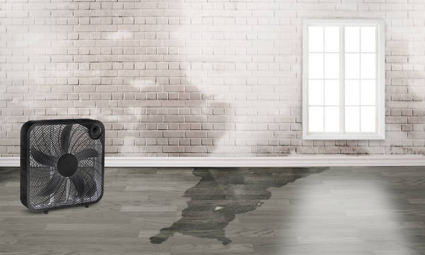 Best Basement water damage restoration  in Kitty Hawk, NC
